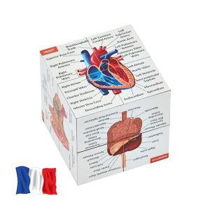 Cube d'étude d'anatomie humaine EN FRANÇAIS | Étudiez 9 parties du corps humain | Cube modèle d'anatomie | Cadeau idéal pour les infirmières et les étudiants en médecine
